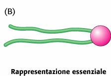 Lipidi: struttura -- molecole idrofobiche -- molecole anfipatiche lipide idrofobico lipide anfipatico (a una coda) code apolari teste polari