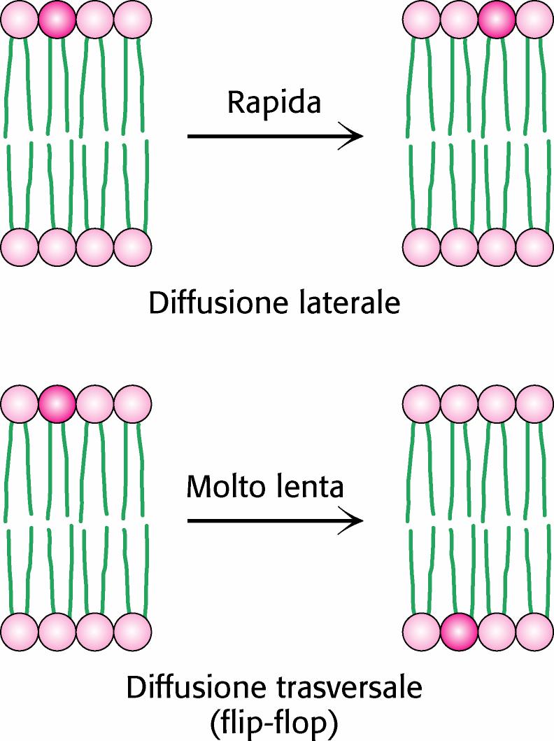 Diffusione dei lipidi nel doppio strato