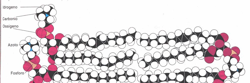 Fattori che determinano la fluidità del doppio