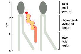 Colesterolo = Minore Fluidità Testa polare Regione