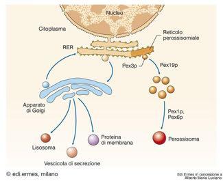 urico Matrice granulare Nucleoide Perossisomi: biogenesi Derivano dal RE e assemblano il corredo di proteine specifiche