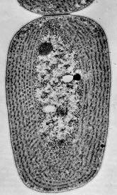 Procarioti Cloroplasti Mitocondri