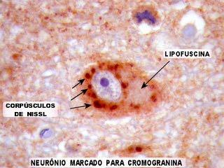 Inclusi PIGMENTI Melanociti > melanosomi > melanina