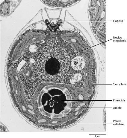 I CLOROPLASTI Nelle alghe si passa da un singolo grande plastidio detto cromatoforo (nelle