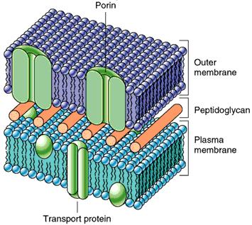 I CLOROPLASTI La membrana esterna del cloroplasto è permeabile a molecole di ridotte