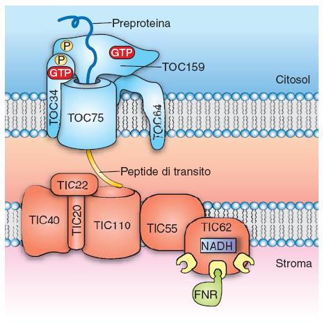 Il complesso TOC è costituito dalle proteine Toc159 e Toc34, entrambe GTPasi che controllano il riconoscimento del peptide segnale e, per questo motivo, considerati recettori, e dalla proteina Toc75