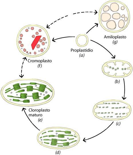 I CROMOPLASTI I cromoplasti possono derivare da plastidi non fotosintetici (barbabietola e carota) o dai cloroplasti (pomodoro, peperone).
