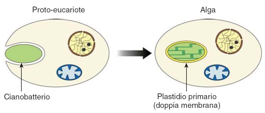 ORIGINE EVOLUTIVA DEI PLASTIDI: LA TEORIA ENDOSIMBIONTICA 1.