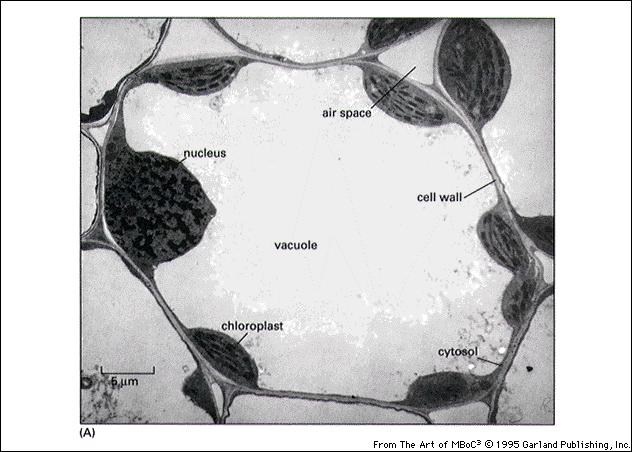 Cellula di foglia di grano (TEM) che mostra una cellula con un grande vacuolo