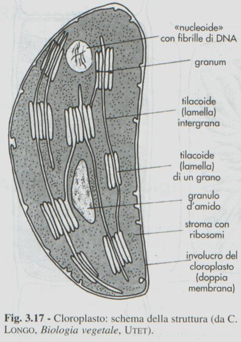 Quando i cloroplasti fotosintetizzano rapidamente, producono una grande quantità di zuccheri superiore alle necessità della cellula e l eccesso viene temporaneamente polimerizzato a formare granuli d