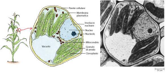 I cloroplasti, non solo sono i siti della fotosintesi, ma sono anche coinvolti nella sintesi degli amminoacidi