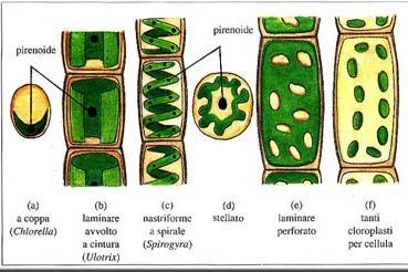 Nelle cellule giovani, poco differenziate, sono presenti proplastidi, dei plastidi piccoli, incolori o di colore verde pallido, da cui si originano i plastidi altamente differenziati.