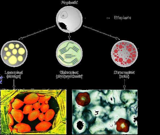 LEUCOPLAST amyloplasts - colorless plant