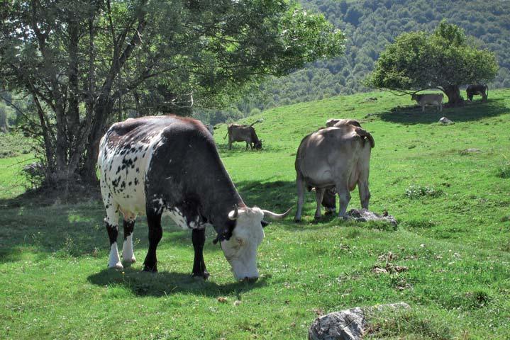 agricoltura lombarda: un ricco