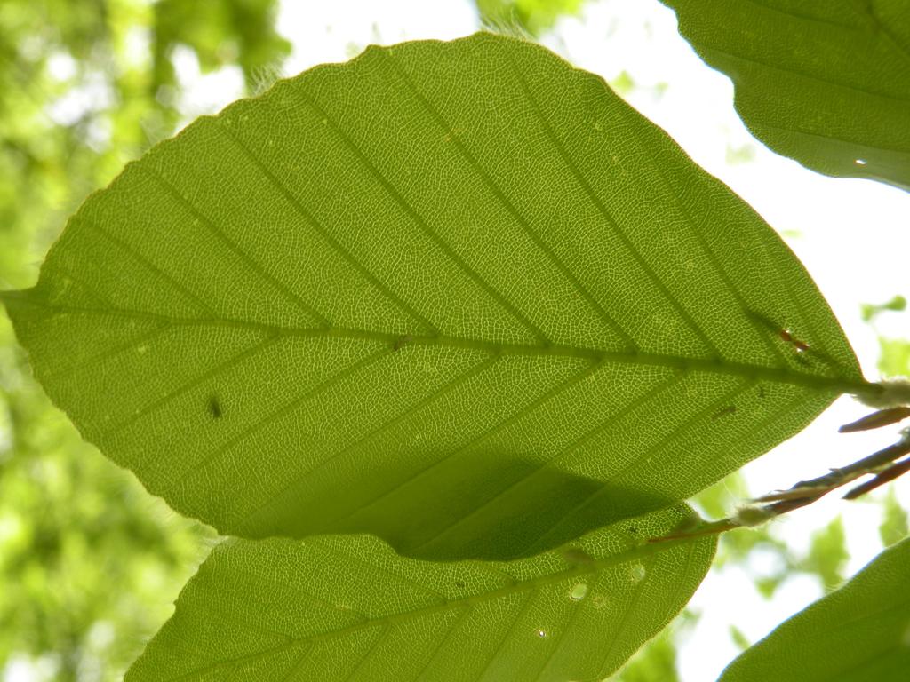 FACOLTA DI BIOSCIENZE E TECNOLOGIE AGRO-ALIMENTARI E AMBIENTALI CORSO DI STUDI IN VITICOLTURA ED