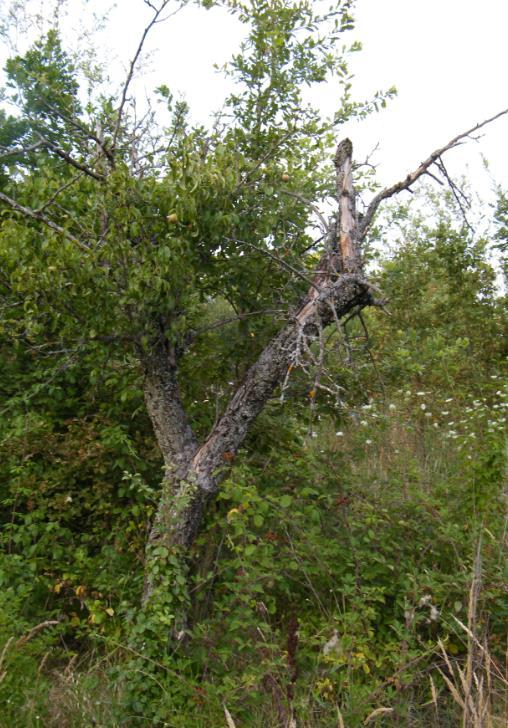 Descrizione del sito Il campo di conservazione è ubicato nel Comune di Rotonda in Contrada Lori, ad una altitudine di 576 slm con esposizione Nord con pendenza 2-3 %.