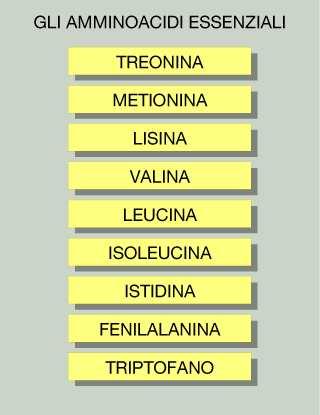 Aminoacidi essenziali Il nostro organismo non riesce