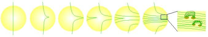 Modello di Babcock per l alvità magnegca solare Si basa su: 1) Rotazione differenziale del Sole (circa 27 giorni all Equatore, circa 30 giorni ai poli); 2) Galleggiamento