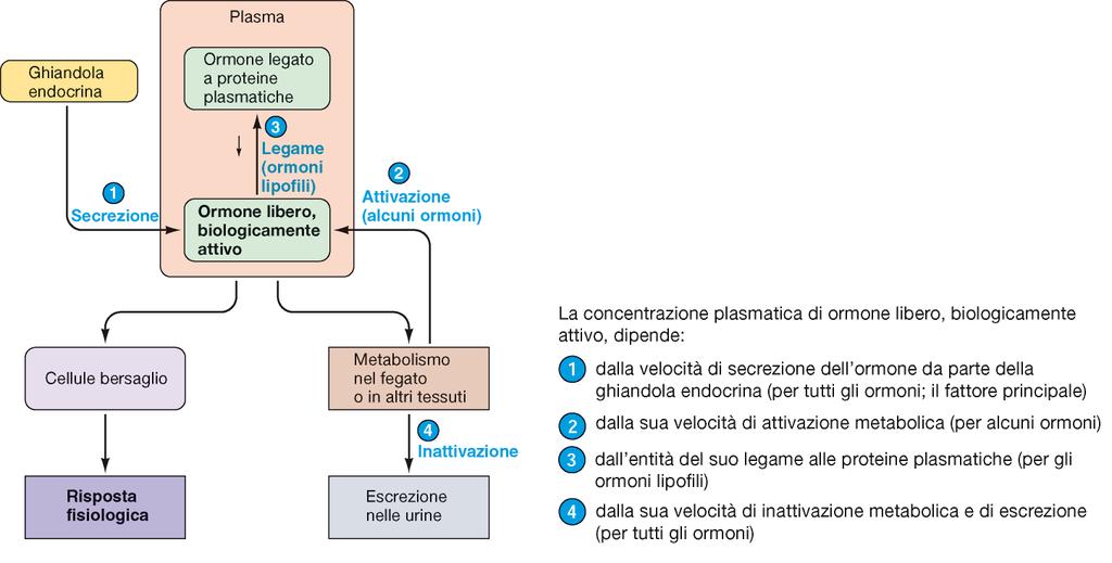 Concentrazione plasmatica efficace 1. velocità di secrezione 2. velocità di attivazione metabolica 3. entità di legame a proteine plasmatiche (lipofilici) 4.