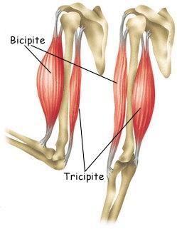 I Muscoli Scheletrici La flessione del braccio, per esempio, è prodotta dalla contrazione