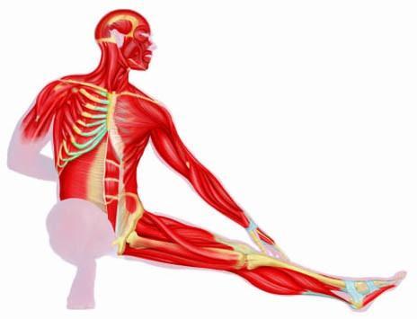 I Muscoli Il sistema muscolare è costituito da organi, i muscoli, che generano