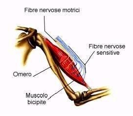 I Muscoli Nella maggior parte dei casi, i muscoli realizzano il movimento in collaborazione con le ossa e sono
