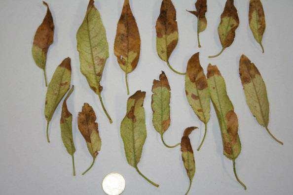 Piante ospiti risultate sensibili a Xylella fastidiosa subsp. pauca Acacia saligna (Labill.) Wendl. Asparagus acutifolius L. Catharanthus Cistus creticus L. Dodonaea viscosa Jacq.