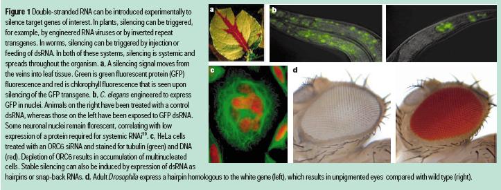 sirna to GFP