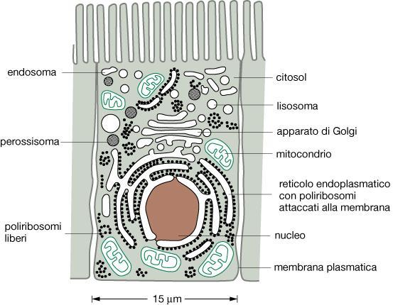 Ogni organello comunica con qualsiasi altro organello e con lo spazio extracellulare ogni organello contiene una serie distinta di PROTEINE che mediano le