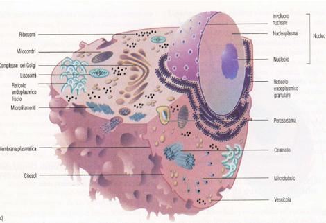 Cellula eucariota animale I principali compartimenti intracellulari di una cellula nucleo reticolo