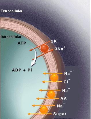 Trasporto attivo: necessita dell energia fornita dall ATP Trasporto attivo primario: Trasporto attivo secondario Pompa Na/K ATPasi Pompa Ca-ATPasi di membrana Pompa
