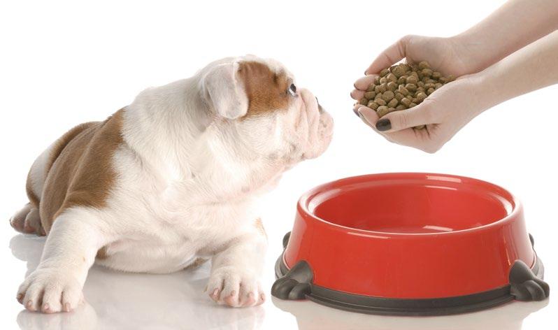 ALIMENTI PER CANI Facciamolo crescere sano e forte!