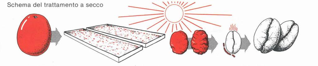 Dalla bacca al chicco ::METODO A SECCO:: Essiccazione al sole per un determinato numero di giorni La buccia e la polpa vengono meccanicamente rimosse quando