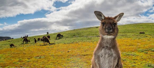 La natura non si risparmia in Australia e offre spettacoli indimenticabili ogni giorno. Animali veramente unici al mondo, deserti, foreste, spiagge, città e persone fuori dal comune.