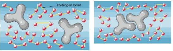 Interazioni idrofobiche L acqua forza i gruppi idrofobici a raggrupparsi per minimizzare i loro effetti dirompenti sulla rete di molecole di acqua