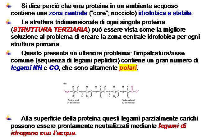 Ripiegamento delle proteine [2] Una regola basilare che determina la struttura delle proteine in ambiente acquoso è, per quanto