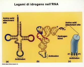 di uno zucchero e il 5 fosfato (P) del successivo.