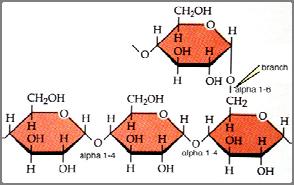 molecole di glucopiranosio (glucosio) per spira, stabilizzate