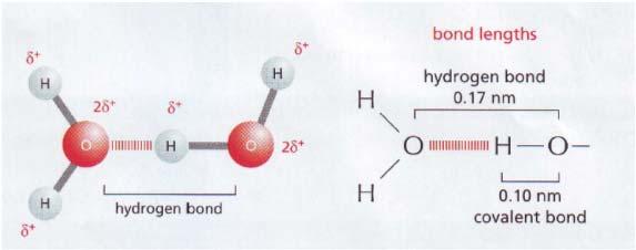 Legami di idrogeno Legame di idrogeno (Legame -H) La linearità è importante per un legame-h perfetto + N