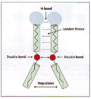 Legami di van der Waals Ragionamento