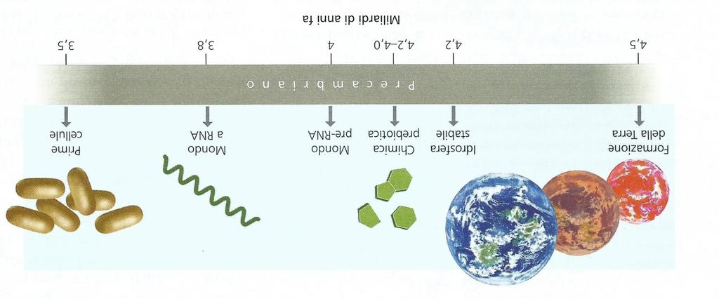 Fossile di 3,5 miliardi di anni proveniente dall