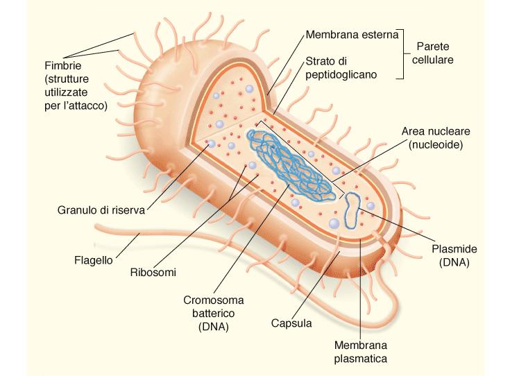 Le cellule