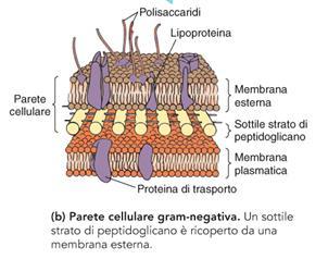 circondati da