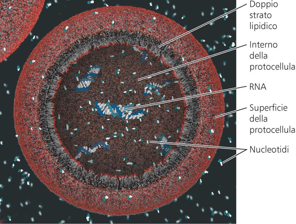 strutturalmente definite, le cellule Il contenuto interno