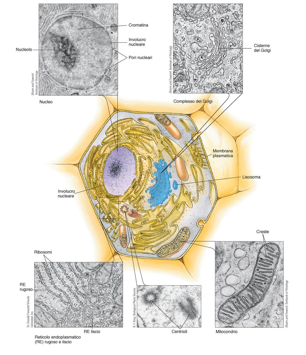 La compartimentalizzazione della cellula