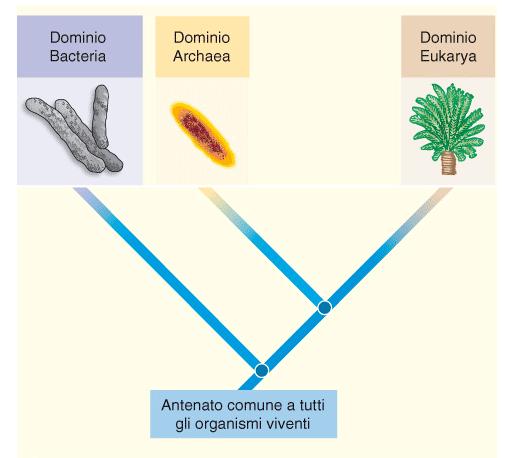 I Procarioti oggi: Batteri e Archei Oggi, grazie all avvento delle tecniche di biologia molecolare (comparazione delle sequenze di DNA, RNA e