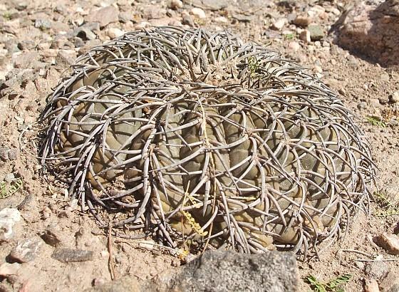 uk Piante fenotipicamente molto simili ai progenitori ancestrali cactusinhabitat.