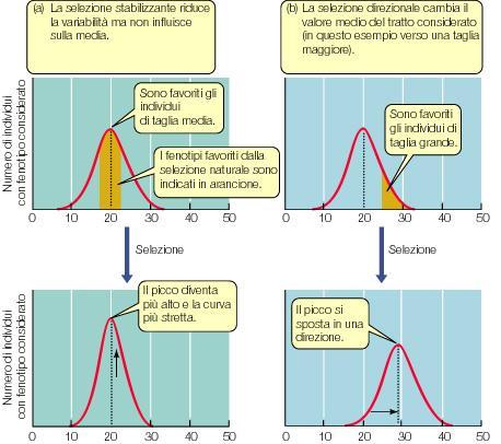 Migrazione di popolazioni in zone precedentemente non occupate (Es: dispersione di semi su lunghe