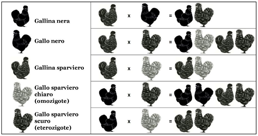 Il gene è legato al sesso e potrà essere presente in due modi nel gallo: Eterozigote, B/- dove B è presente su un solo allele (una delle forme alternative che un gene può assumere nel medesimo sito,