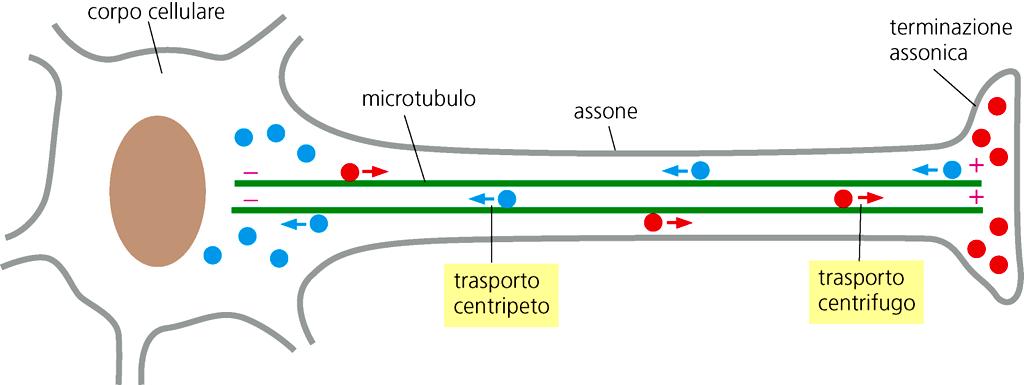 I neuroni sono cellule tipicamente POLARI.